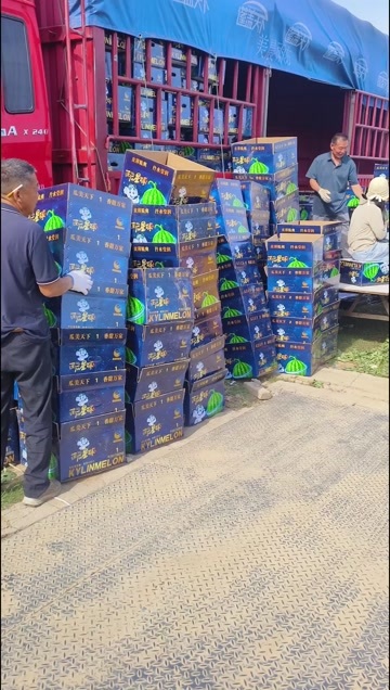 永城市河南无籽麒麟美都 正在装车中 价优物好  欢迎老板询价下单