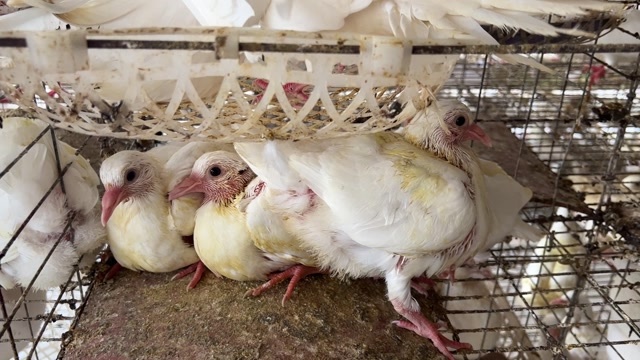 阳江广东阳江新鲜白鸽供应 品质优选货源充足