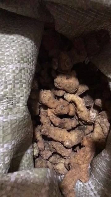 遵义贵州遵义正品晒干老黄精注没切