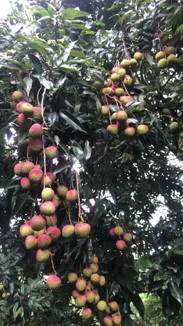廉江市荔枝
