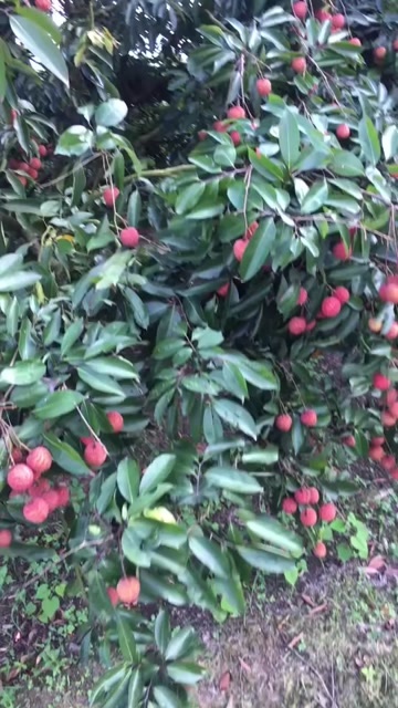 惠来县荔枝季节即将迎来有需要荔枝的老板可以提前联系场地直批品种多多
