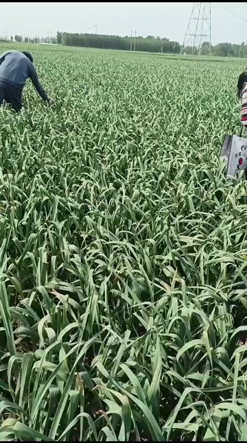 濮阳县红帽蒜苔