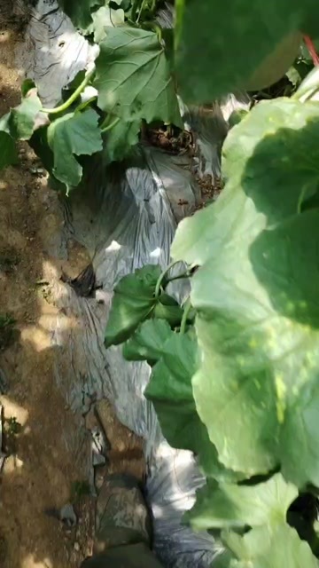 海阳市鲁厚甜品种网纹瓜，品相和口感都是上乘。欢迎各位收购商上门