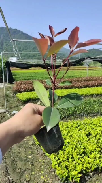 湖南红叶石楠小苗 石楠工程苗出售 基地直销 全国发货