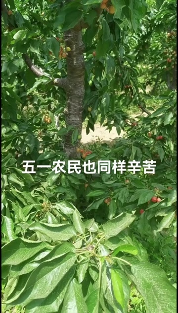 合阳县精品齐早大樱桃大量上市啦