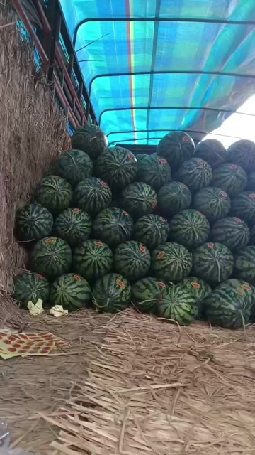 扶绥县广西甜王大量上市，黑美人，绿爽，电商平台，市场，产地直发，