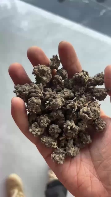 淮滨县14以上大颗粒带爪猫爪草