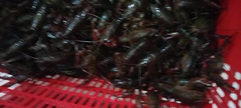 公安县鲜活小龙虾快来尝个鲜好吃得不得了停不下来