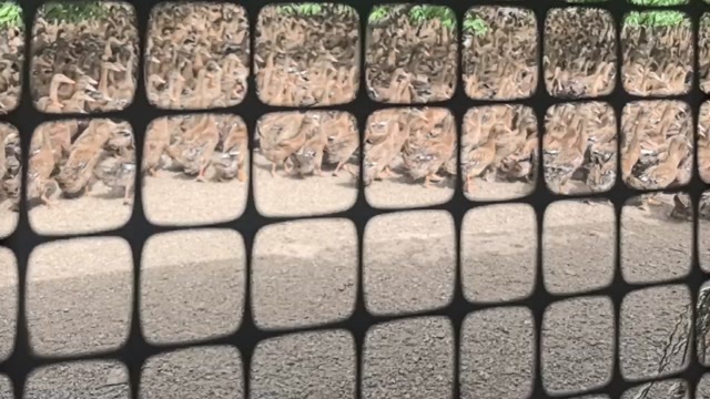 辉县市青年鸭