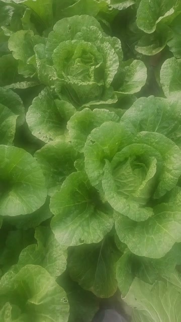 永城市黄心大白菜