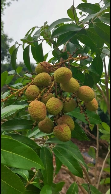 广西浦北三月红荔枝  产地直发