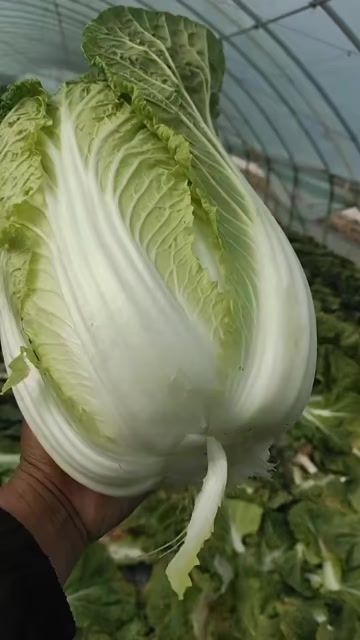 白菜