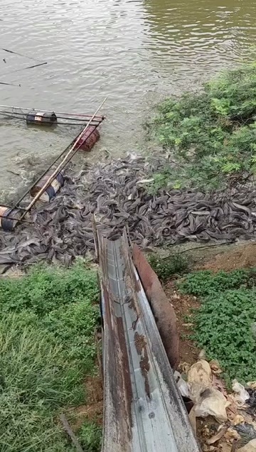 水产埃及