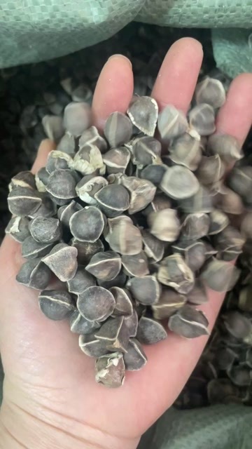 昆明印度辣木籽大货批发1.2特大号辣木籽