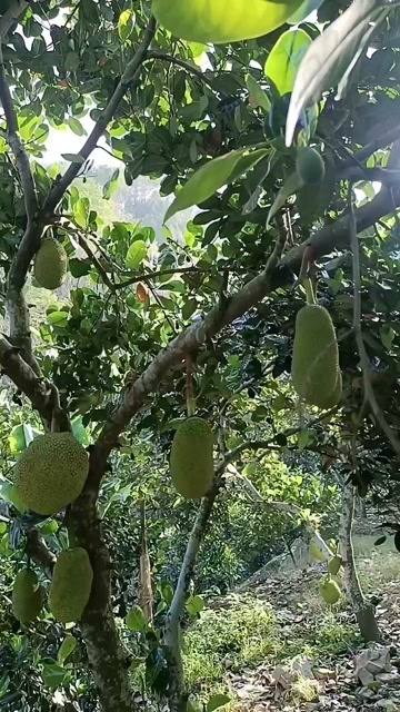河口县云南菠萝蜜