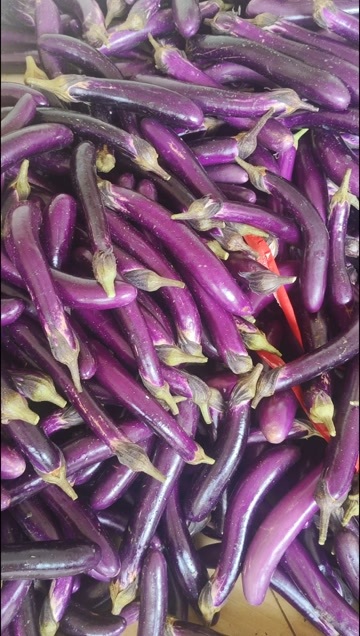紫茄子 长条形 质量好 价格便宜