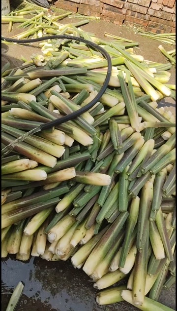 茭白，精品货电商平台用货可持续供应欢迎洽谈
