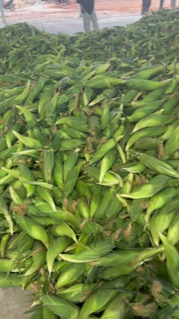 芜湖水果玉米