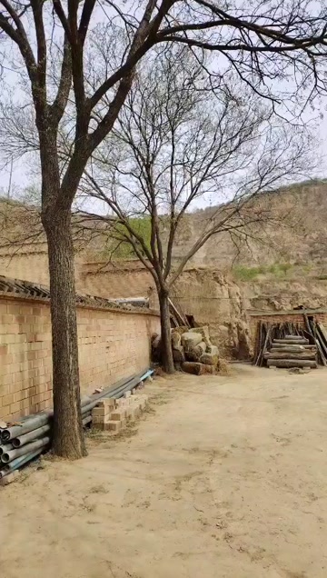 陕西西安周至县供应优质国槐树苗基地直发支持定制