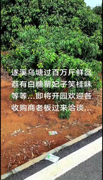 遂溪县遂溪过百万斤白糖罂妃子笑桂味荔枝即将开园欢迎各收购商前来洽谈