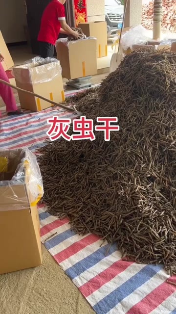 北海北海沙虫干出货