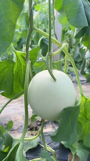 莘县山东莘县玉菇甜瓜产地 地头上的新鲜