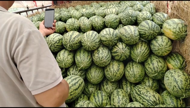 扶绥县绿裳货源充足欢迎老板看瓜定瓜