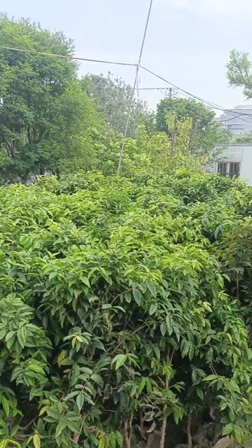 漳州艾斯卡 四季早生树葡萄
