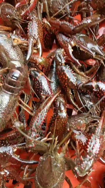 郎溪县24.虾46.虾79.虾9不封顶