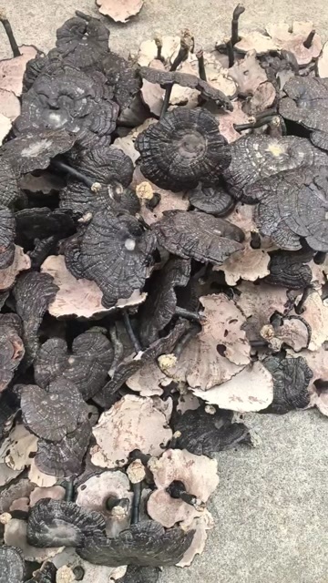 寻乌县黑灵芝 紫灵芝 金边灵芝  产地灵芝 自种自销 量大价优