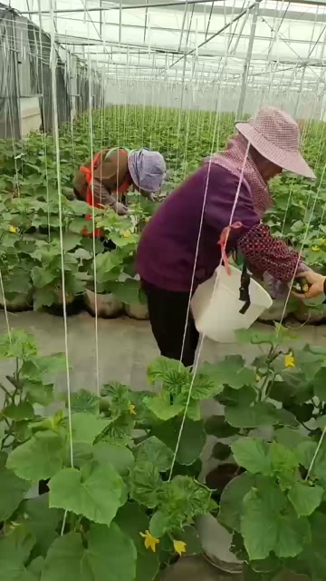 奶油黄瓜口脆脆的4.2糖度
