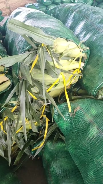 芒市双色玉米大量有货量足工厂货价格低市场好货一块七八精品，讲公斤
