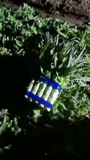 兰州兰州莴笋