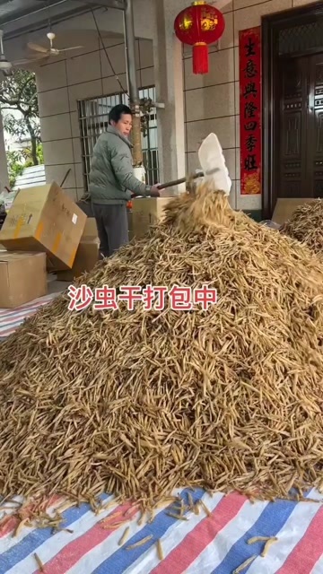 北海北海沙虫干大量有货