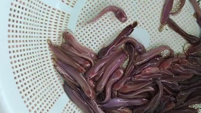 佛山塘角鱼苗