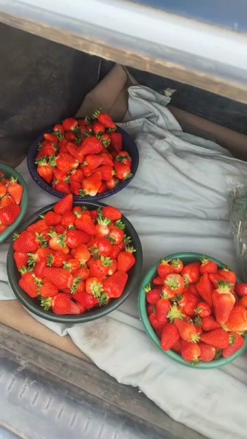 永靖县兰州红古草莓