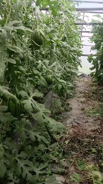 青县自产自销无籽小吊瓜