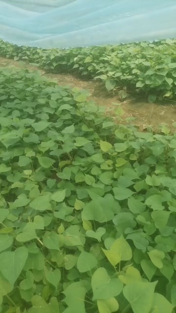 夏津县红薯种龙九脱苗高基地直销