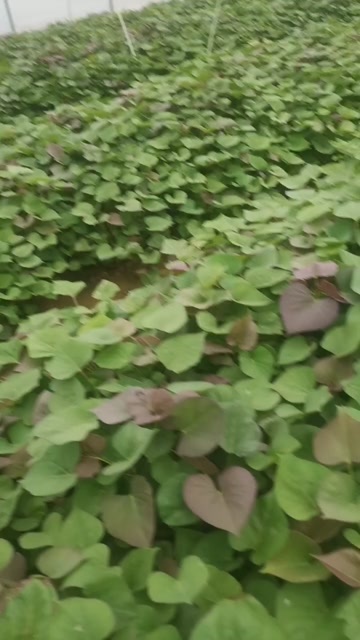 夏津县西瓜红红薯苗