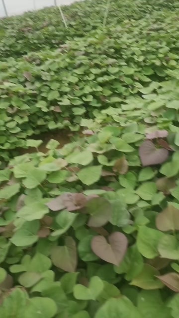 夏津县烟薯25苗子脱毒高代基地直销