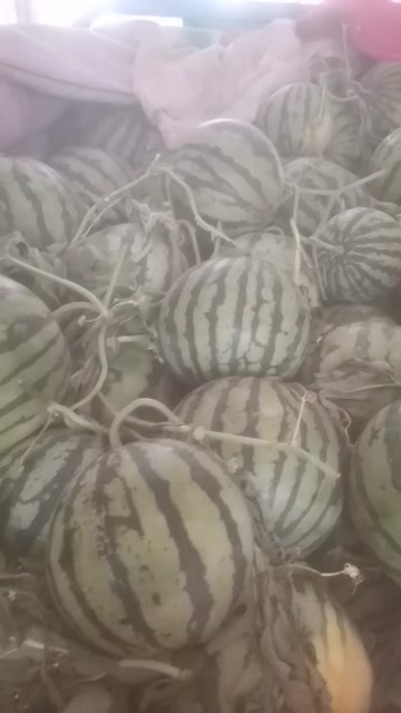 宿州美都西瓜有籽/无籽大量上市