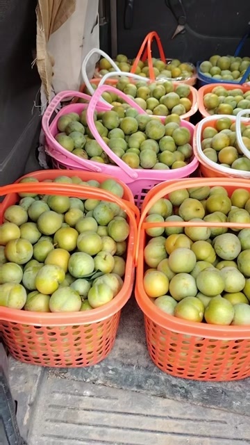 镇宁县贵州六马镇蜂糖李