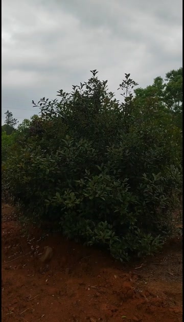 永修县红叶石楠