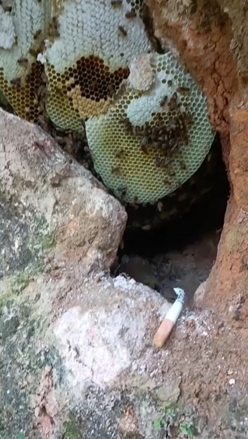 惠东县野生土蜂蜜带蜜槽