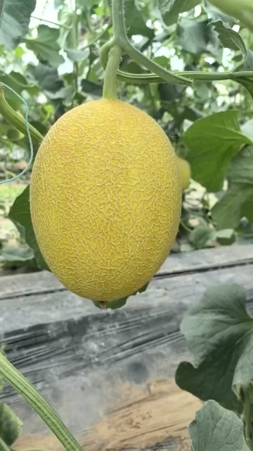 济南金海蜜