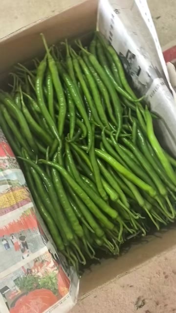 灵山县3号辣椒，8号辣椒，价格优美，有需要的，快点入手