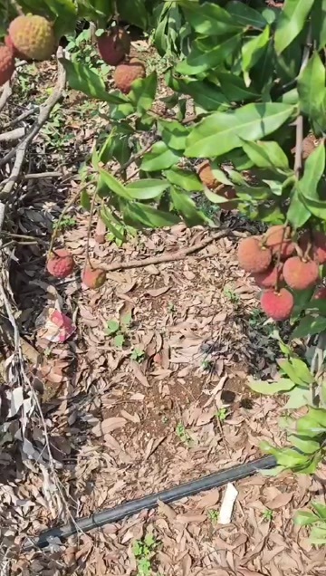 屯昌县荔枝开始了，对接全国市场