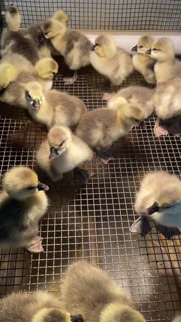 汕头大量狮头鹅已出壳，需要的抓紧联系