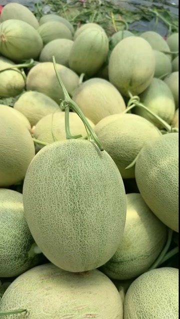 恭城县网纹瓜