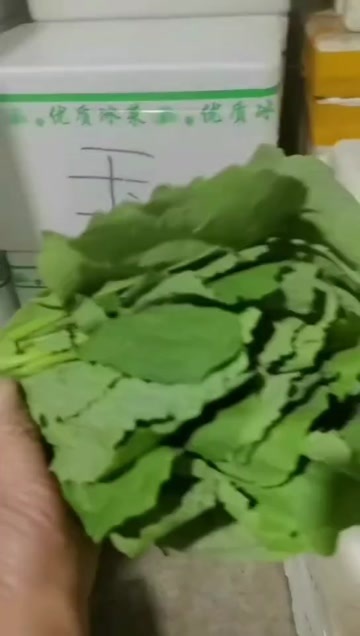 界首市板蓝根青菜油菜苔常年有货